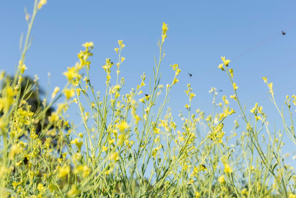 Brasil Expande Fronteiras Agrícolas com Culturas Emergentes na 2ª Safra