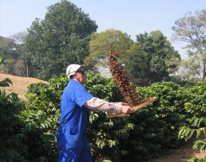 Carnes e Café Elevam Produção Agropecuária de São Paulo em 2025 Carnes e Café Elevam Produção Agropecuária de São Paulo em 2025