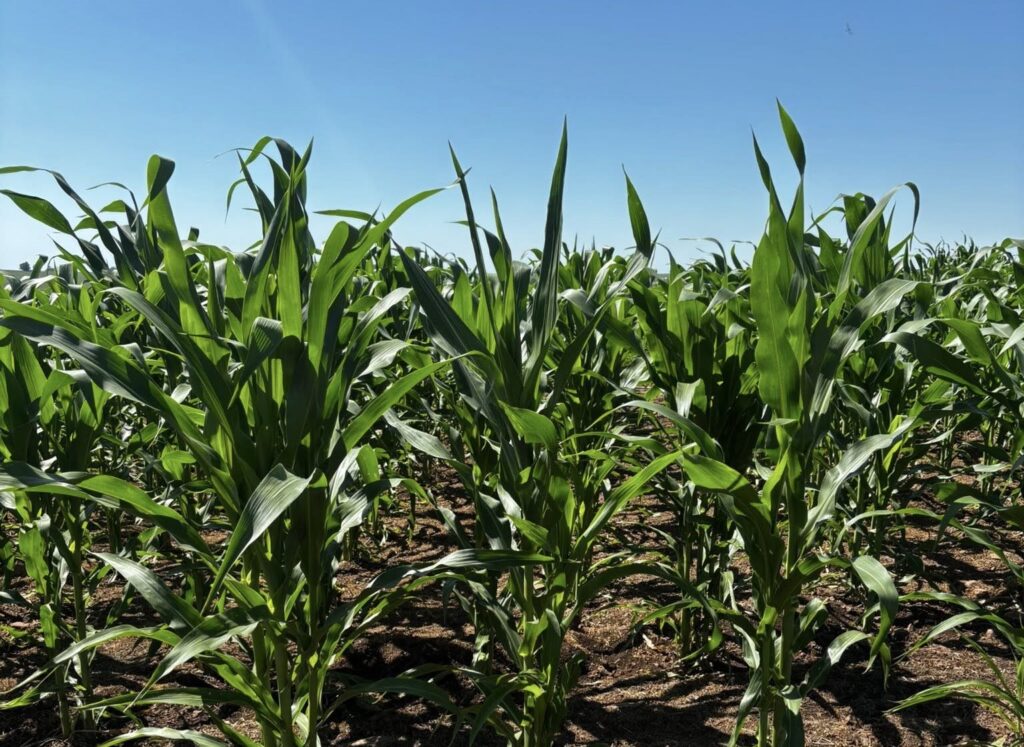Clima Favorável: Chuvas e Calor Impulsionam Cultura do Milho e Soja em Alegrete