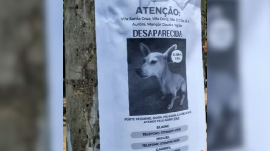 Família em busca de cachorra Kika desaparecida há 1 mês após fuga de pet hotel Família em busca de cachorra Kika desaparecida há 1 mês após fuga de pet hotel