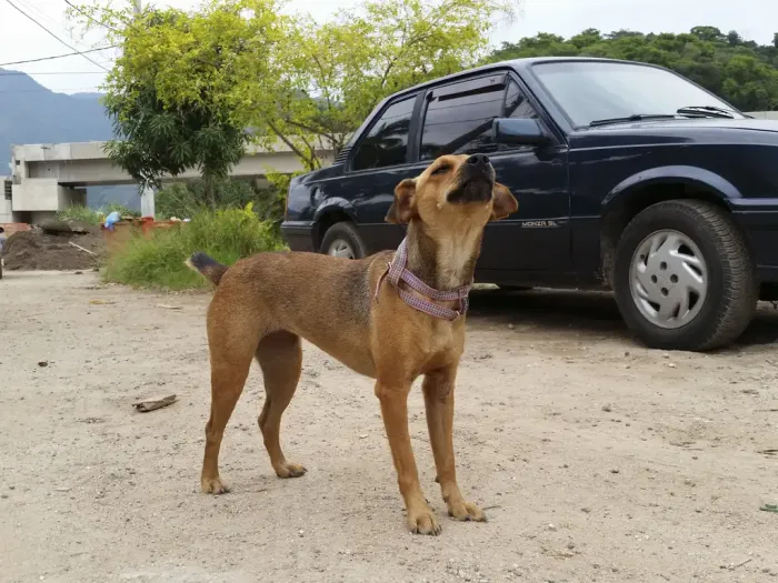 Governo de SP Reconhece ‘Vira-Lata Caramelo’ como Símbolo Cultural Governo de SP Reconhece 'Vira-Lata Caramelo' como Símbolo Cultural