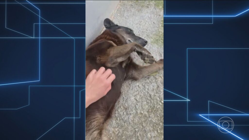 Indiciados por Coação de Testemunha em Caso de Agressão ao Cachorro Orelha em Florianópolis