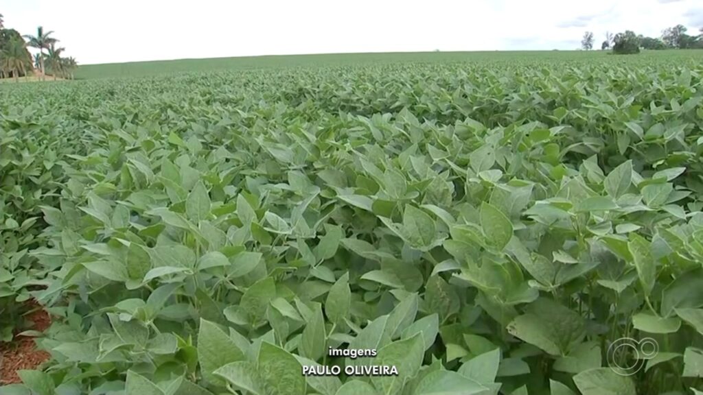 Itapetininga se Destaca entre as 40 Cidades que Mais Exportam em São Paulo