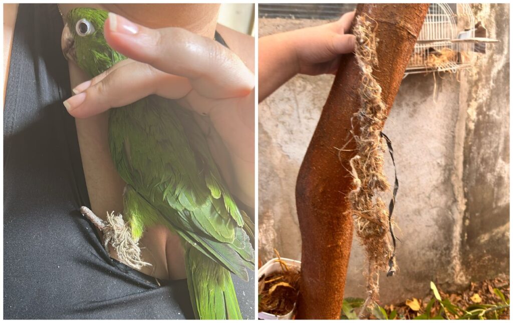Moradores de Sorocaba Enfrentam Desafios em Resgates de Animais Silvestres sem Centro de Reabilitaçã