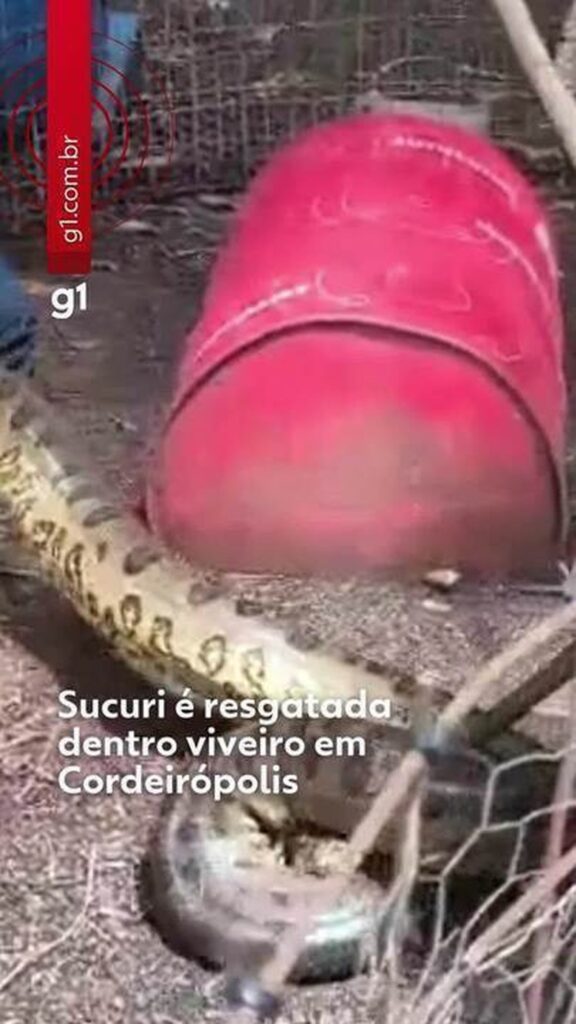 Resgate de Sucuri em Cerâmica do Interior de SP Chama Atenção