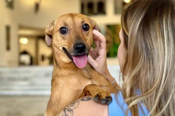 6 importantes avanços na proteção animal promovidos pelo Governo de SP 6 importantes avanços na proteção animal promovidos pelo Governo de SP