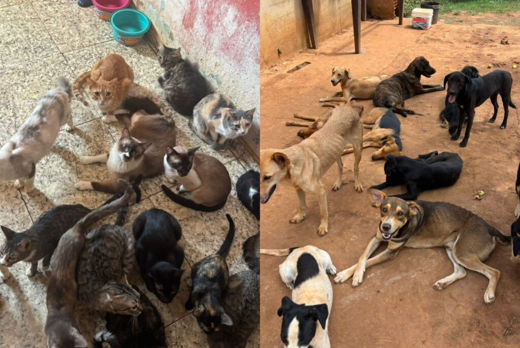 Aumento de Maus-Tratos a Animais em SP: Urge Fortalecer Leis, Afirma Presidente da OAB Aumento de Maus-Tratos a Animais em SP: Urge Fortalecer Leis, Afirma Presidente da OAB