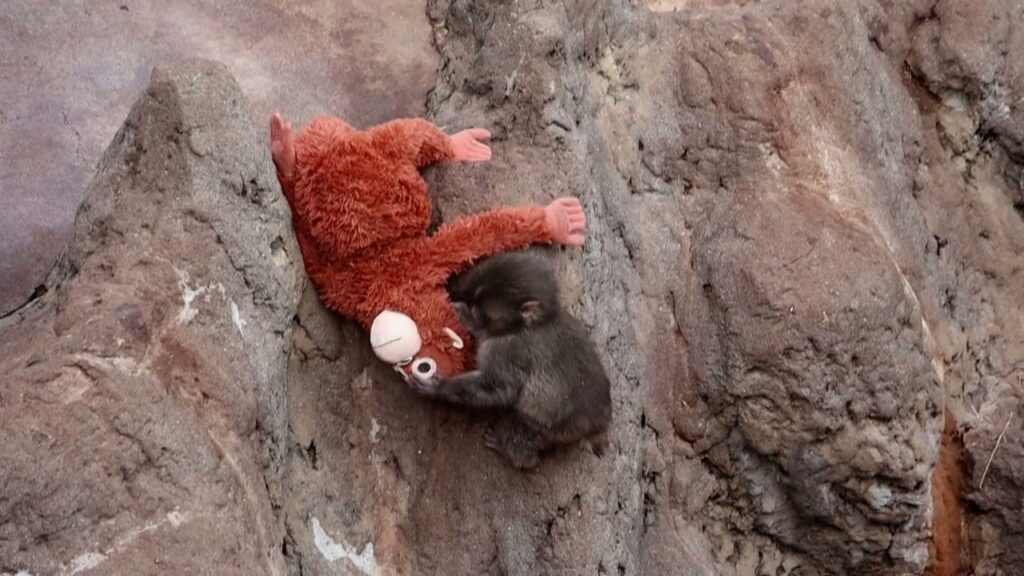 Desafio Visual: Onde Está Punch? Teste suas Habilidades com o Macaco Viral Desafio Visual: Onde Está Punch? Teste suas Habilidades com o Macaco Viral