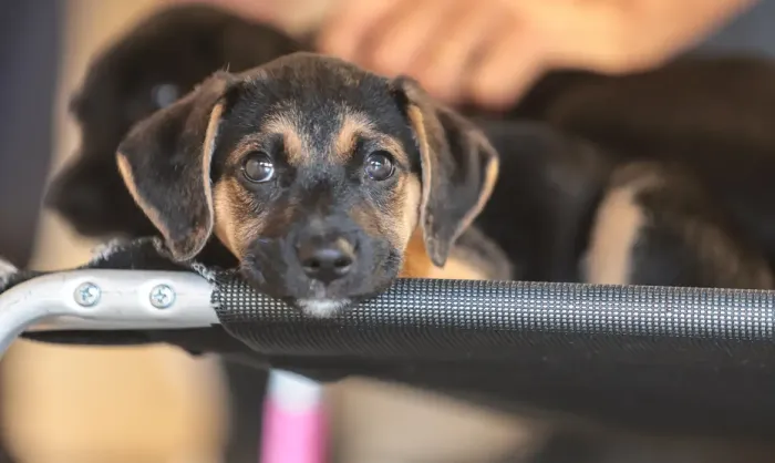 Educação e Convívio com Animais: Estratégias para Combater a Violência Educação e Convívio com Animais: Estratégias para Combater a Violência