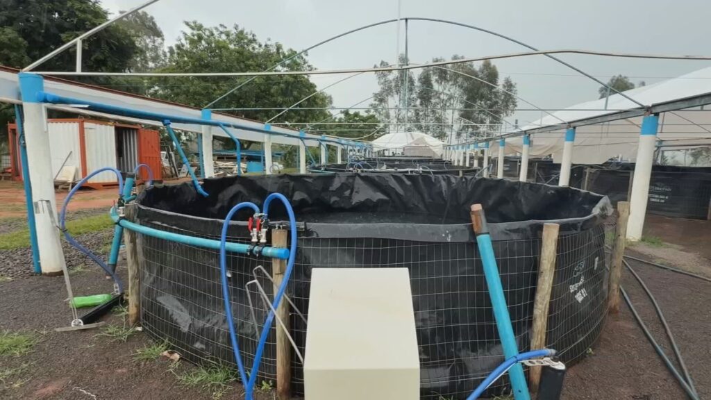 Impactos do Excesso de Chuva na Piscicultura: Cuidados Essenciais