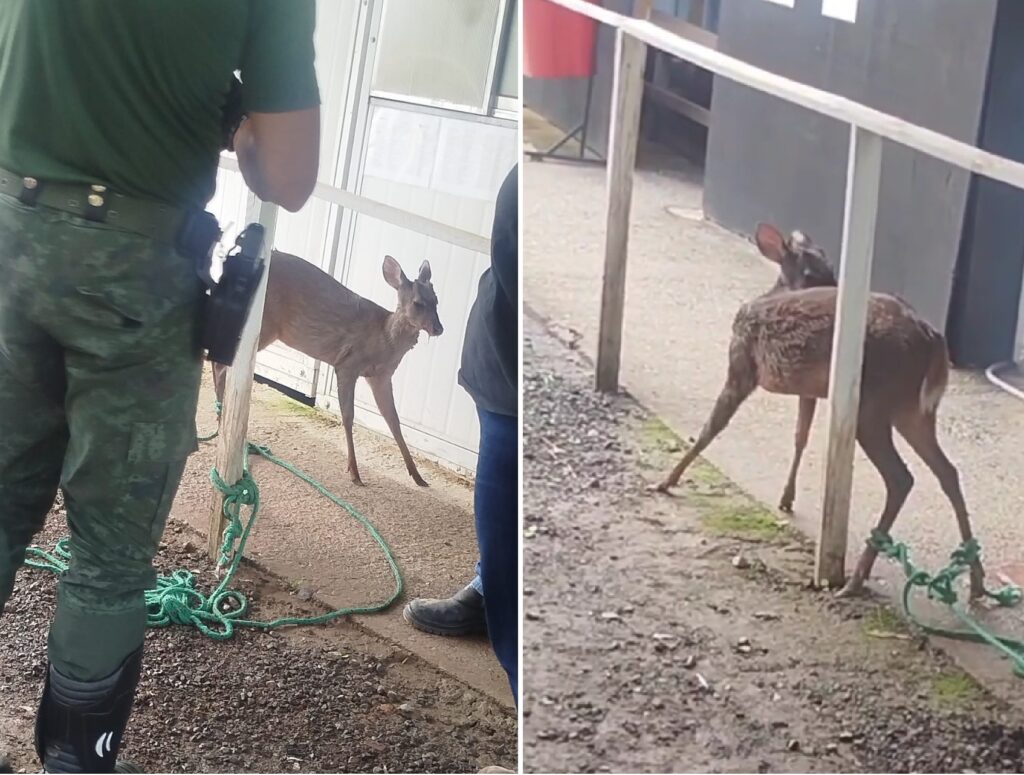Veado Ferido é Resgatado na Rodovia dos Bandeirantes em Jundiaí e Recebe Cuidados Veado Ferido é Resgatado na Rodovia dos Bandeirantes em Jundiaí e Recebe Cuidados