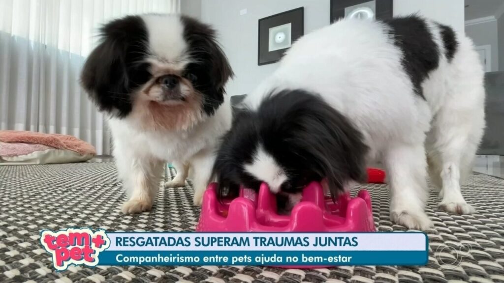 A Amizade entre Pets: Um Caminho para Saúde e Superação