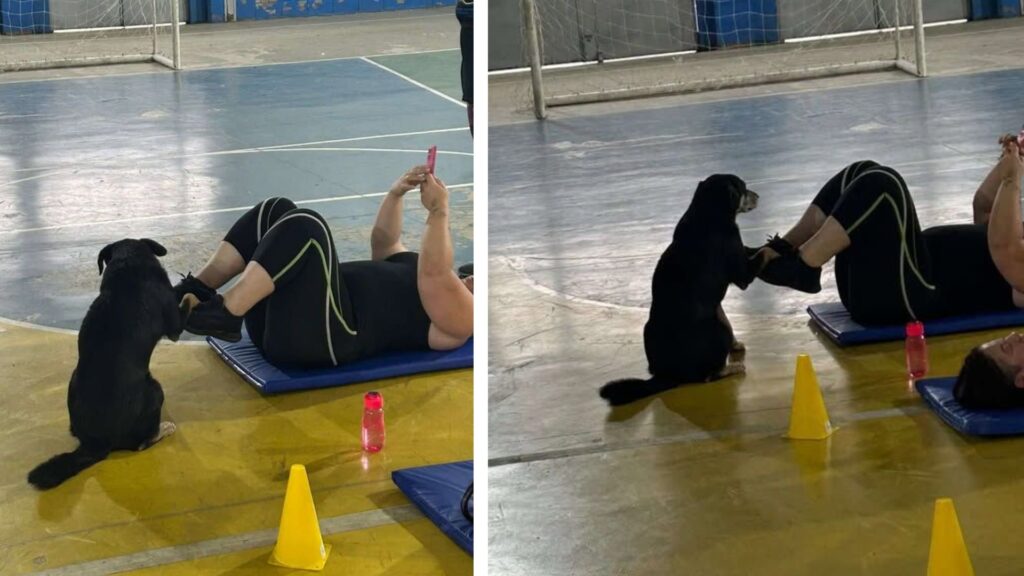 Cachorrinho 'Participa' de Aula de Ginástica em Várzea Paulista e Conquista a Internet
