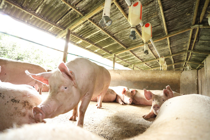 Conflito no Oriente Médio Afeta Mercado de Suínos no Brasil Conflito no Oriente Médio Afeta Mercado de Suínos no Brasil
