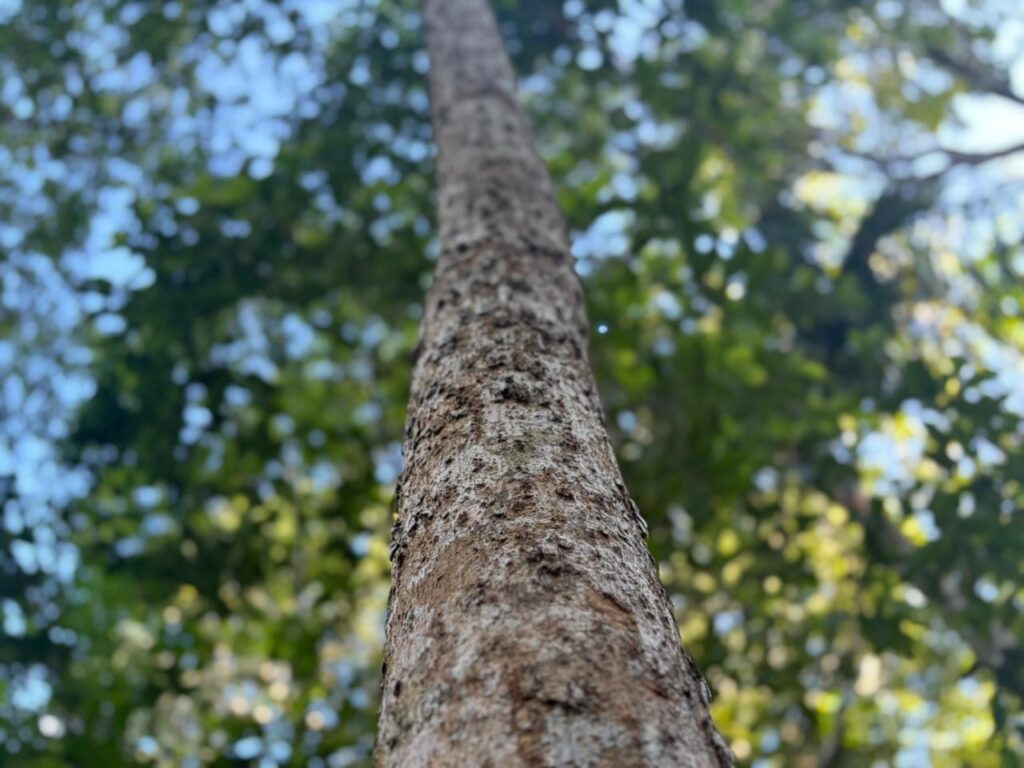 Curso Gratuito de Restauração Ecológica em SP: Inscrições Abertas para Diversas Cidades