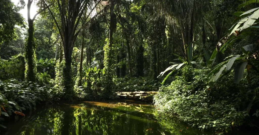 Heineken Amplia Impacto de Projeto de Restauração Florestal Heineken Amplia Impacto de Projeto de Restauração Florestal