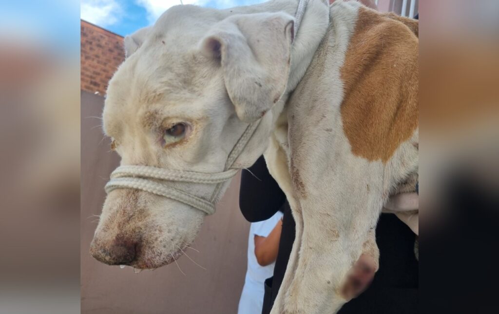 Homem é Detido por Maltratar e Deixar Cão sem Alimentação por 15 Dias em Sorocaba