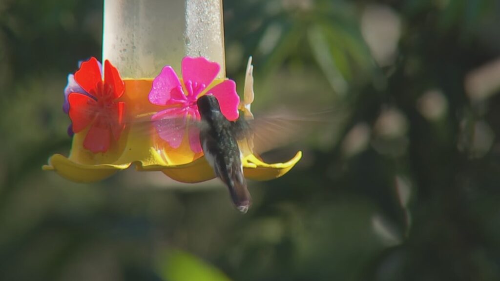 Observação de Aves: Um Atraente Destino em Piedade