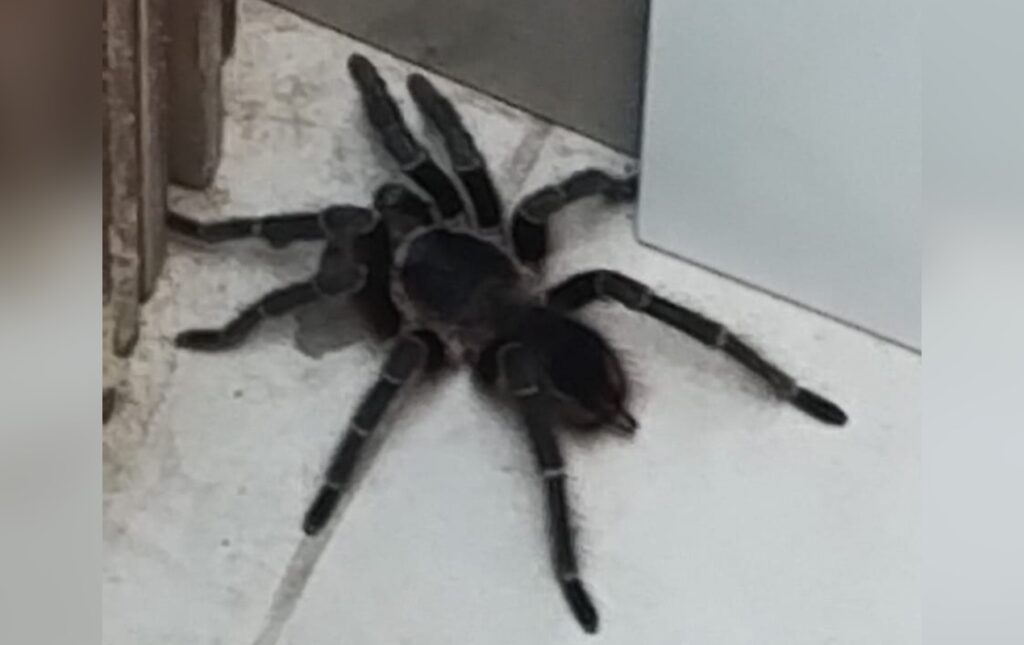 Aranha Caranguejeira Invade Casa em Sorocaba: Moradora Relata Sustos com Animais Peçonhentos