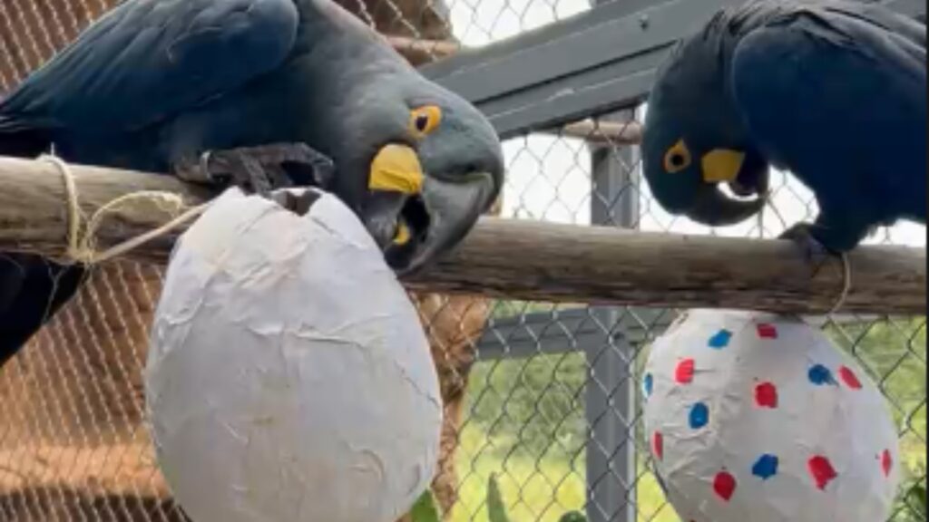 Centro de Conservação Celebra Páscoa com Caça aos Ovos para Animais Silvestres