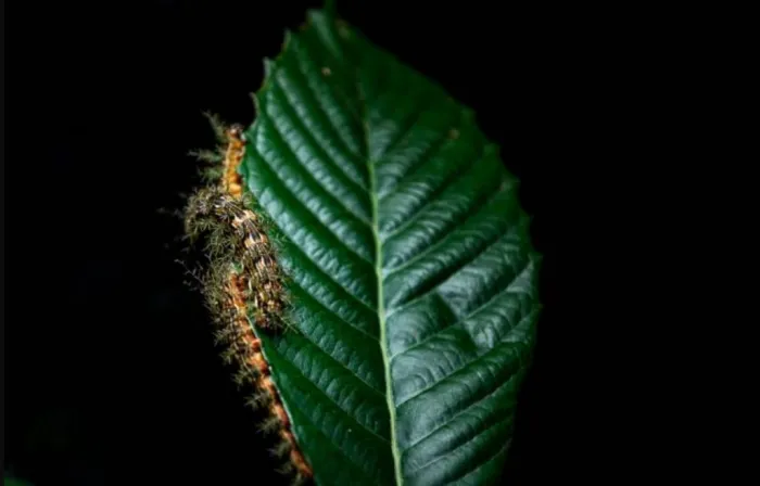 Como Proceder ao Encontrar Taturanas: Orientações do Instituto Butantan Como Proceder ao Encontrar Taturanas: Orientações do Instituto Butantan