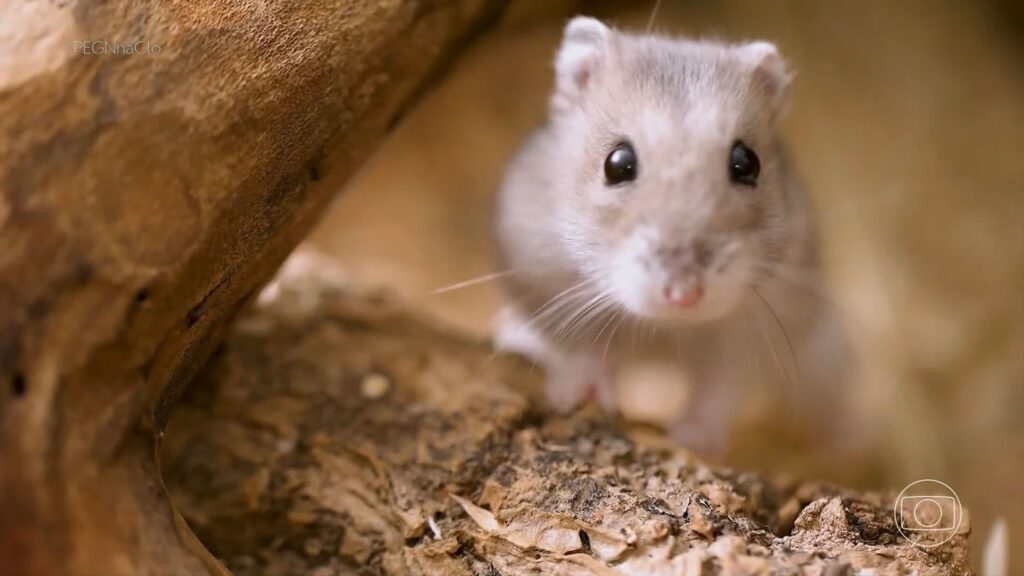 Como um problema com hamster gerou uma startup faturando quase R$ 500 mil por ano