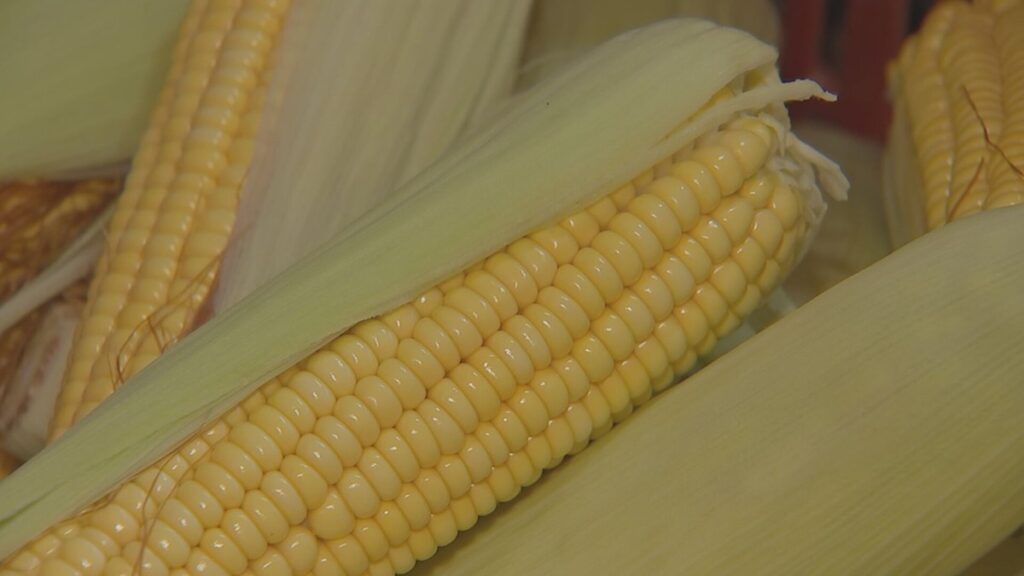 Da Colheita à Mesa: Capela do Alto e a Tradição do Milho que Gera Renda