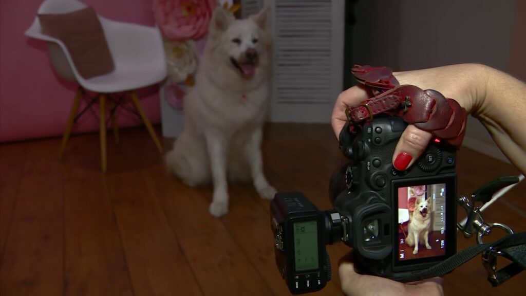 Doce Diversidade: Como o Setor Pet em Campinas Se Reinventa com Novos Negócios