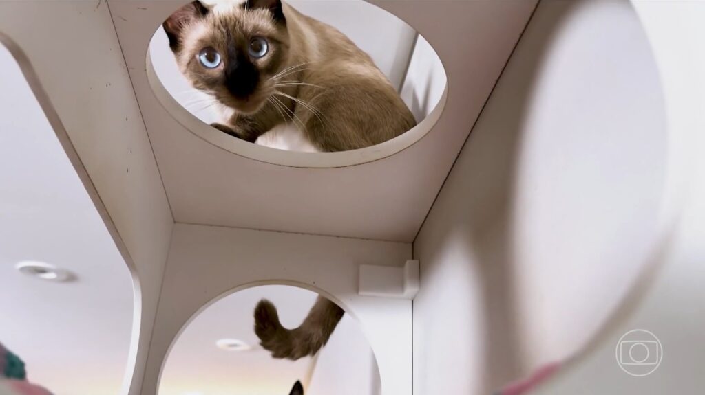 Móveis Sob Medida para Felinos: Arquitetos Transformam Paixão em Lucro de R$ 96 mil