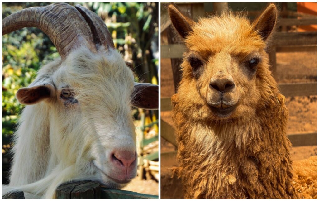 Passeios Interativos em Fazendas: Conexão com Animais e Natureza em São Paulo