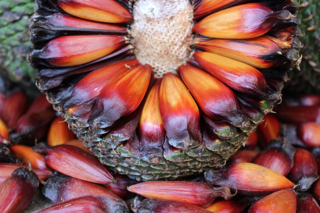 Pinhão: Da Tradição Indígena ao Símbolo Econômico de Cunha Pinhão: Da Tradição Indígena ao Símbolo Econômico de Cunha