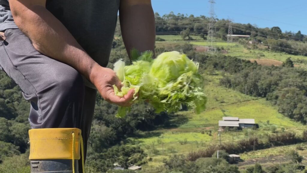 Prejuízos Agrícolas em Piedade: Produtores Perdem Toneladas de Alimentos Após Temporal