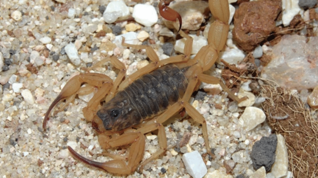 Quando Buscar Atendimento Após Picada de Escorpião: Orientações Importantes Quando Buscar Atendimento Após Picada de Escorpião: Orientações Importantes