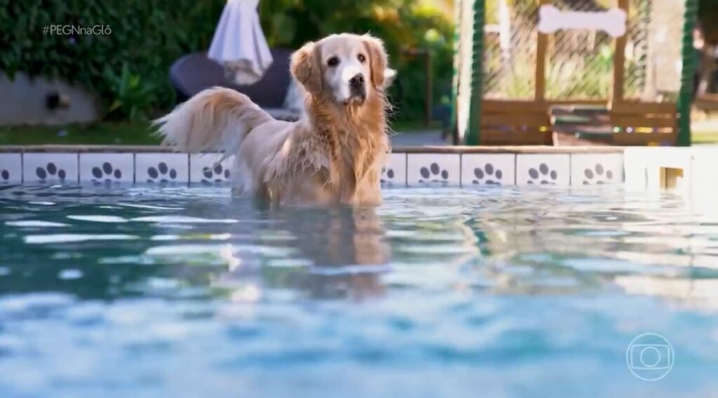 Resort para cães: conheça o espaço que une conforto e saúde para pets