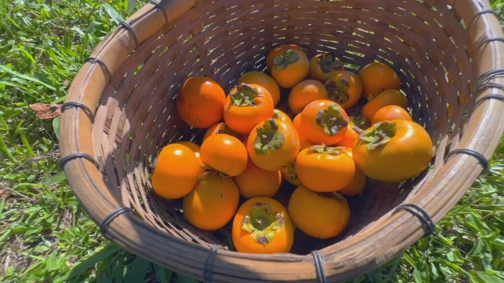 Safra de Caqui em SP: Tradição de 70 Anos e o Evento ‘Colha e Pague’ Safra de Caqui em SP: Tradição de 70 Anos e o Evento 'Colha e Pague'