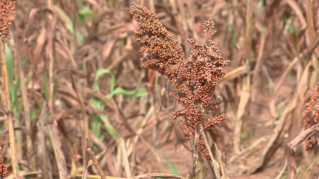 Sorgo: A Nova Alternativa de Renda para Produtores do Noroeste Paulista