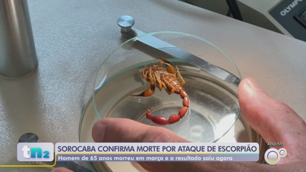Sorocaba Registra Primeira Morte por Picada de Escorpião em 2024: Entenda os Riscos