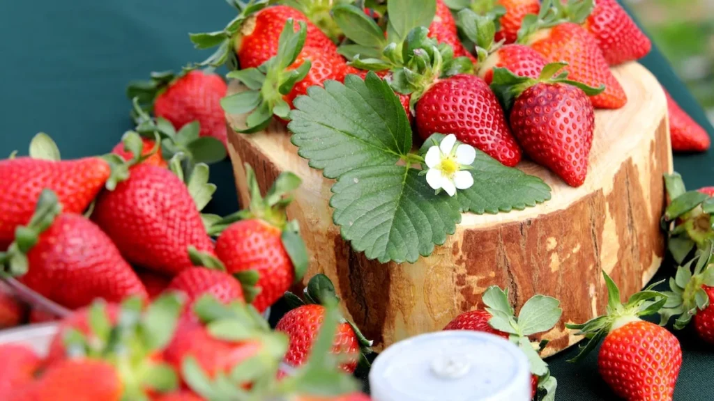 Morango Fênix da Embrapa revoluciona a cultura em SP com fruta maior e mais doce Morango Fênix da Embrapa revoluciona a cultura em SP com fruta maior e mais doce