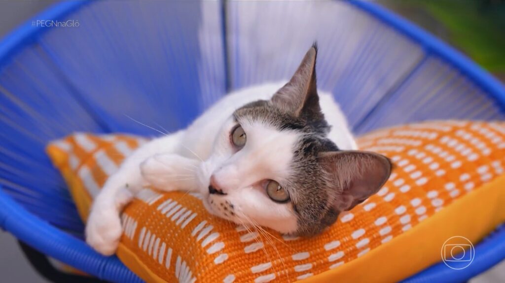 Como a Erva dos Gatos Transformou a Carreira de uma Arquiteta em um Negócio Lucrativo