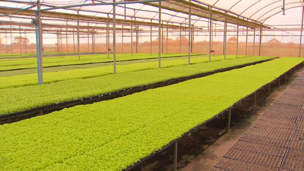 Como a Tecnologia e Gestão Inovadora Transformam o Agronegócio no Noroeste Paulista