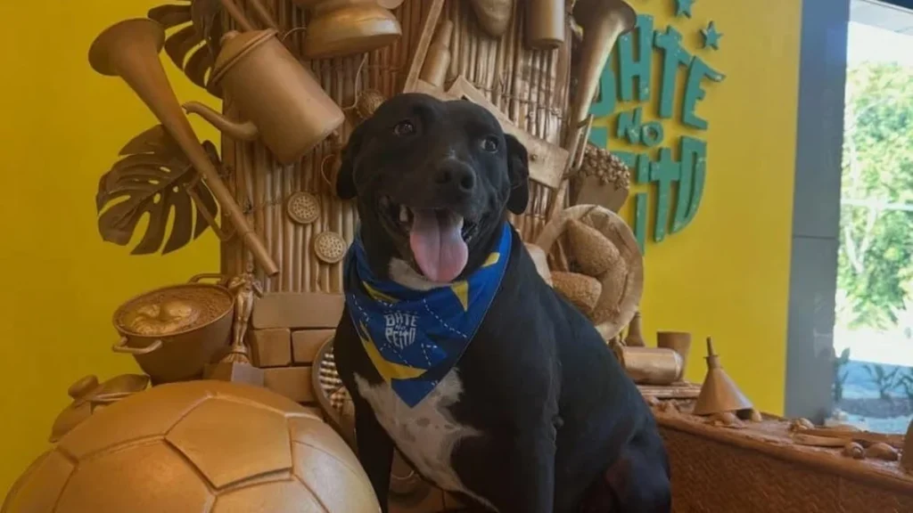 Conheça PJ, o Mascote Oficial da Seleção Brasileira que Conquista a Granja Comary Conheça PJ, o Mascote Oficial da Seleção Brasileira que Conquista a Granja Comary