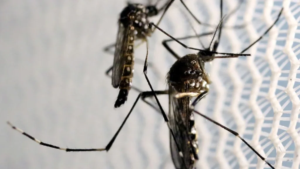 Mortes por febre amarela aumentam em São Paulo