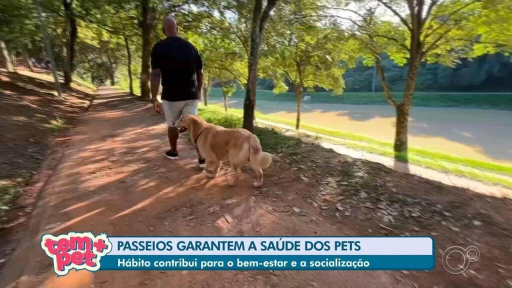 Passeios Diários: Como Ajudam a Saúde e Energia dos Pets