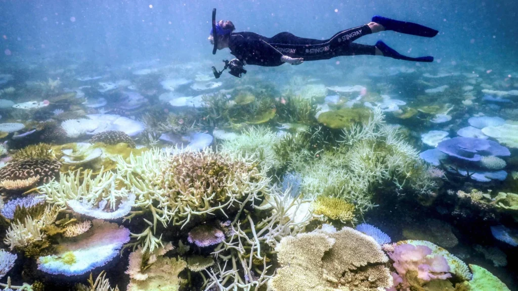 El Niño eleva risco de colapso da Grande Barreira de Coral, alertam cientistas El Niño eleva risco de colapso da Grande Barreira de Coral, alertam cientistas